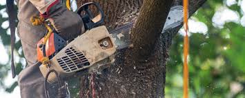 Best Root Management and Removal  in Washington, NC